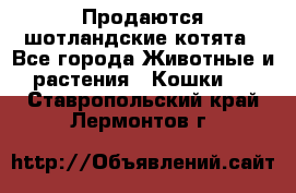 Продаются шотландские котята - Все города Животные и растения » Кошки   . Ставропольский край,Лермонтов г.